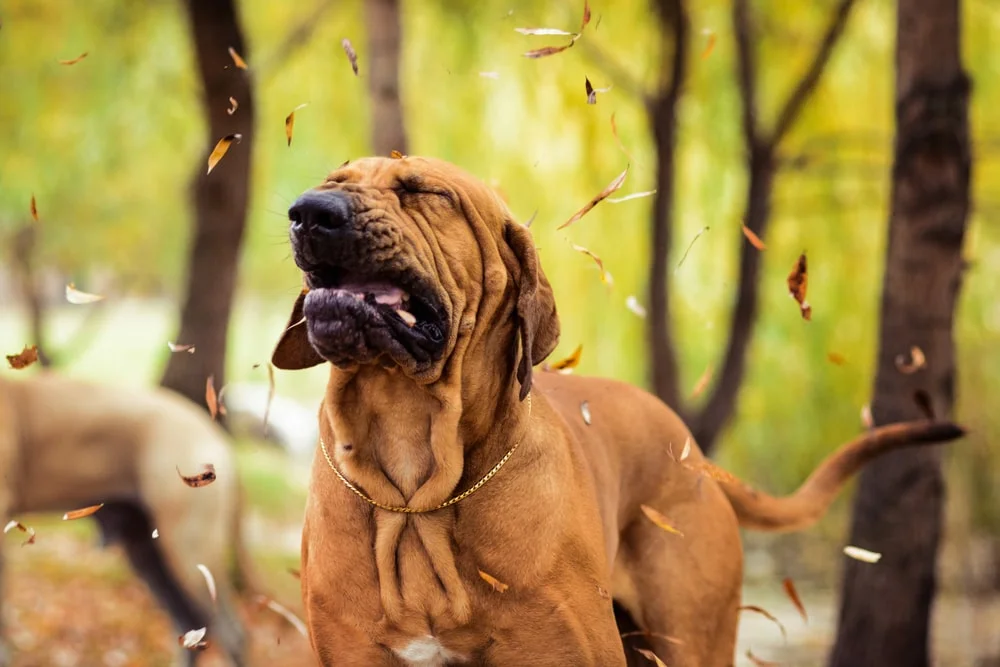 A large-breed dog prepares to sneeze as leaves blow around them.