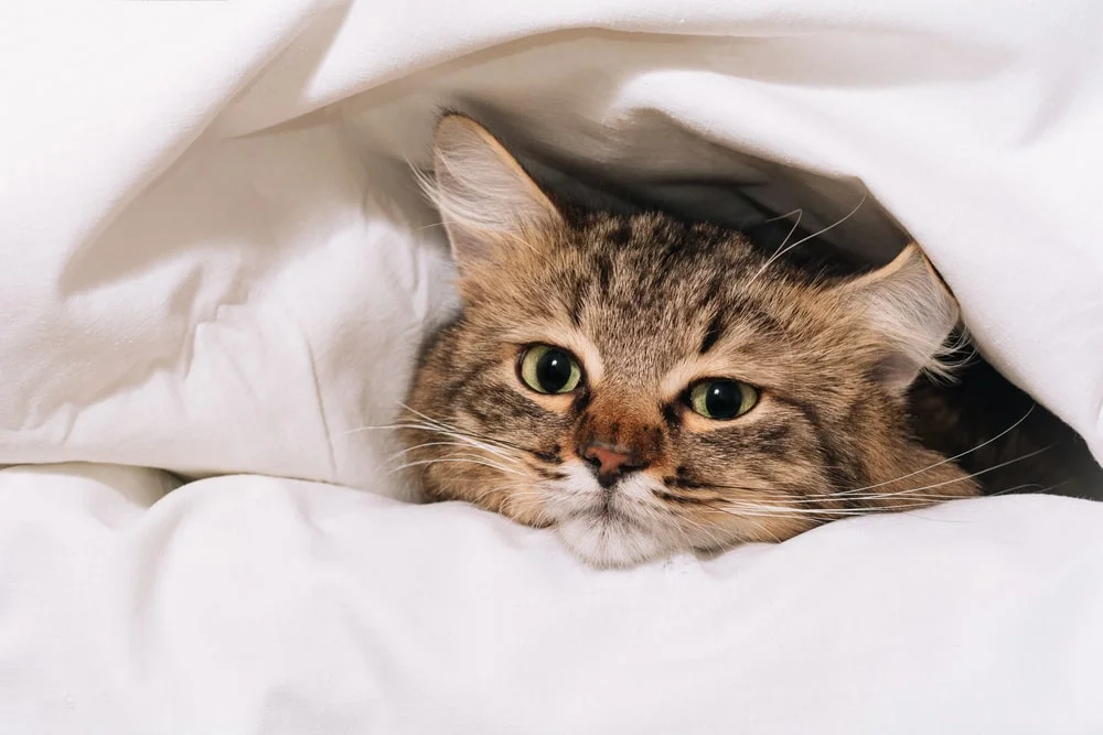 Brown cat’s head peeks out of fluffy white comforter