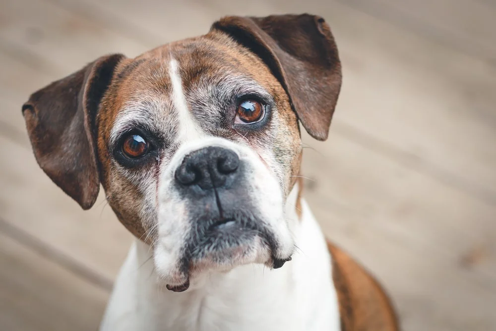 Old boxer dog looks at the camera