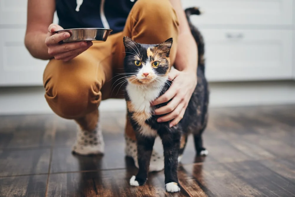 A tortoiseshell cat receives pets from their owner.