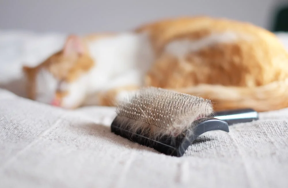An orange and white cat snoozes on a white blanket next to a pet hair brush.