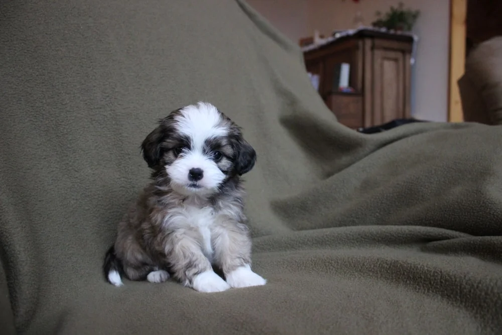 shih poo sitting on a couch