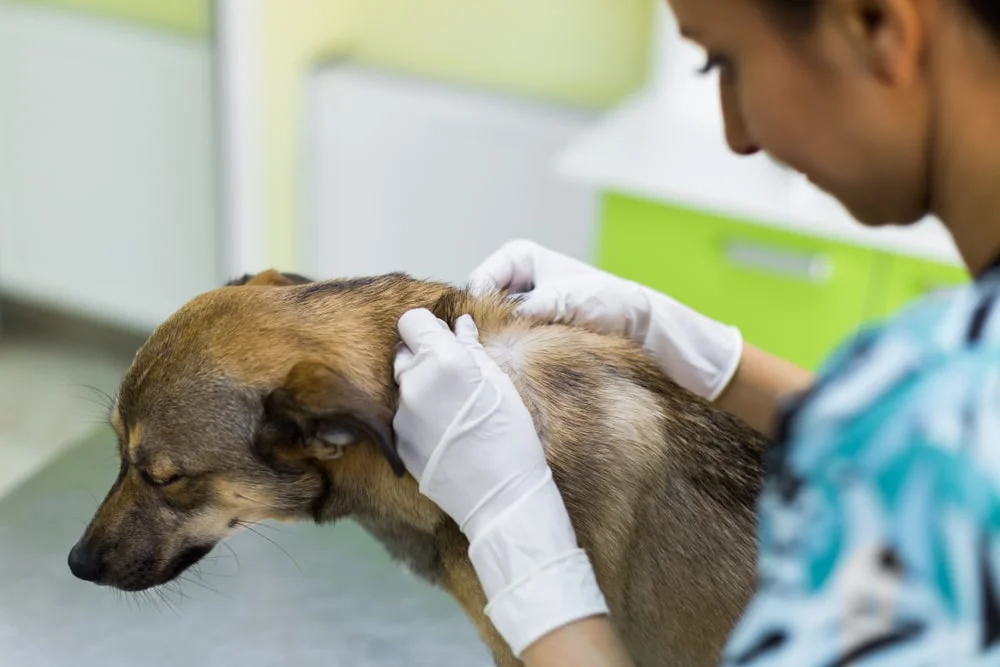 Dog getting skin looked at