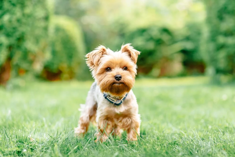 A yorkshire terrier sitting in a field