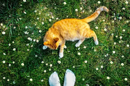 A short-haired, orange cat lays outside among grass and small flowers. 