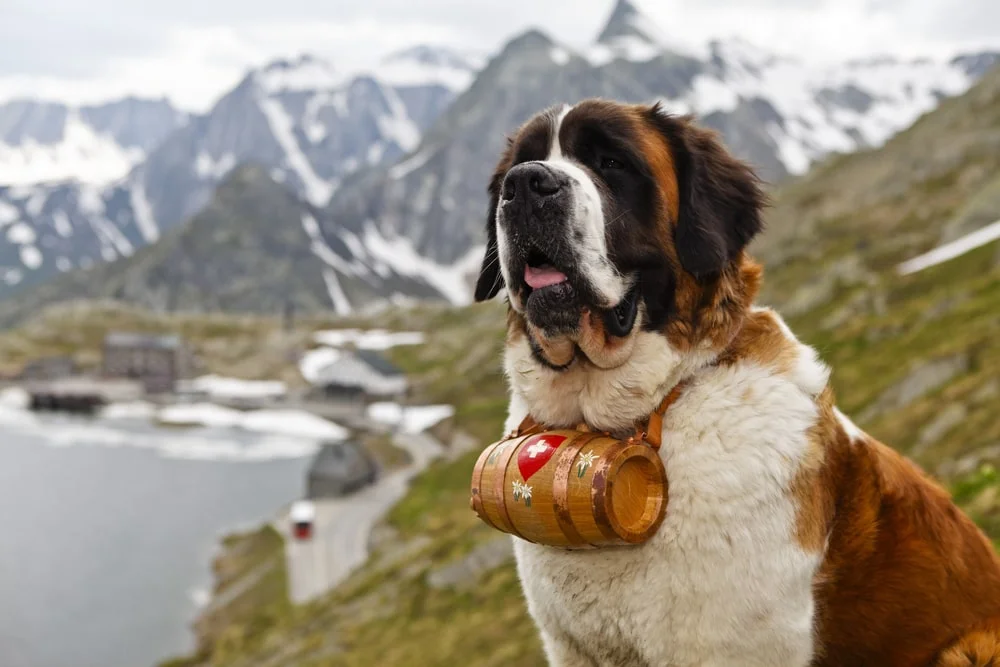 A Saint Bernard sits against the backdrop of the Alps wearing a barrel on its collar.