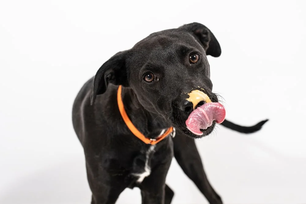 Black lab puppy licks peanut butter off of their nose