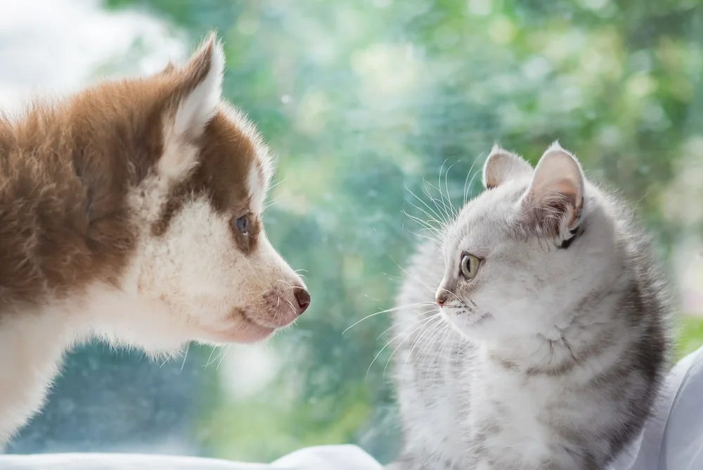 blind dog looks through the window