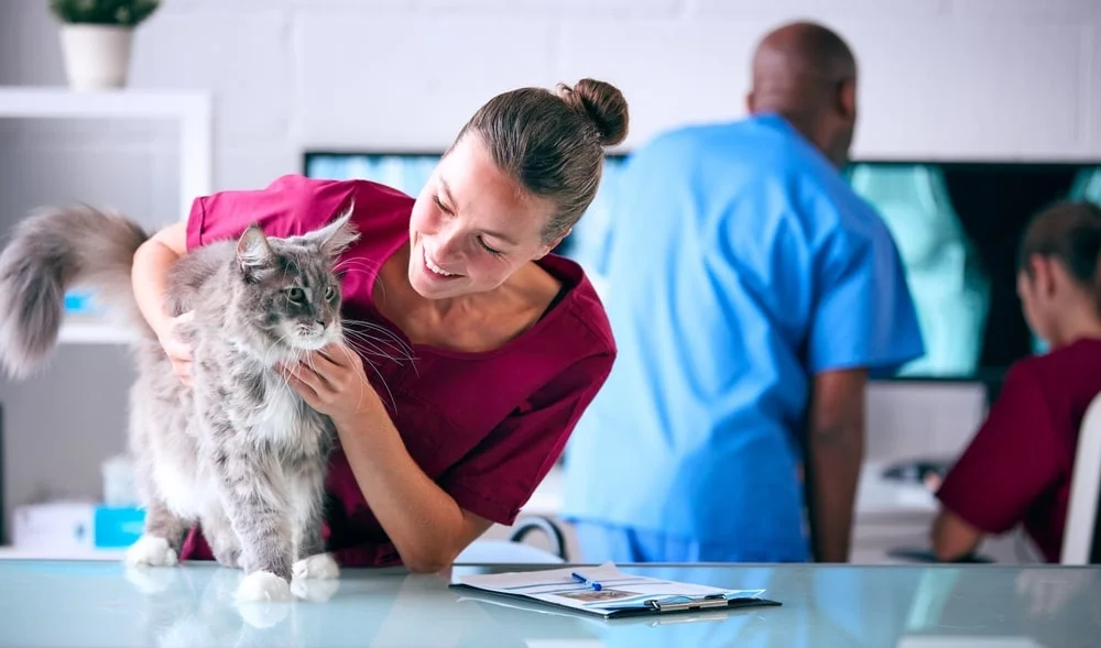 Veterinarian examining a cat