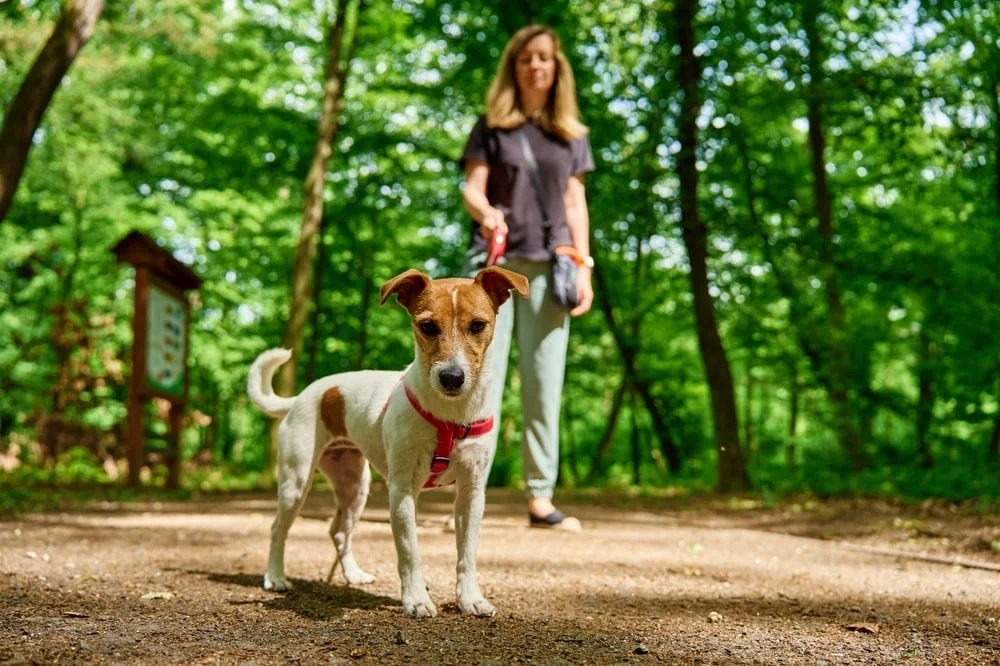 Woman walking her dog in the forest