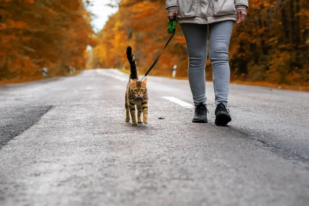 A toyger cat walks beside their owner on a black retractable leash outdoors in an autumn setting during daytime. 