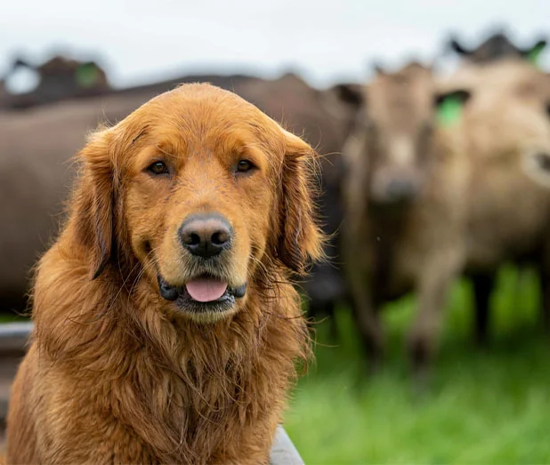 Dog standing in a field infront of a group of livestock