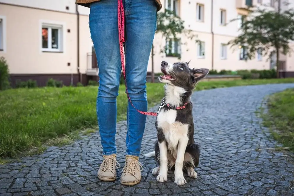 A border collie on a red and black leash sits looking up next to their owner outside a building on pavement during daytime. 