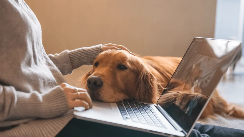 Person working on a laptop with a dog resting its head nearby