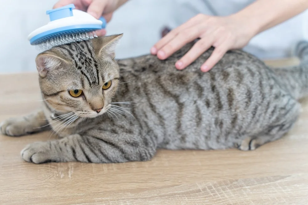 A person with white hands brushes a tabby cat's head with a blue brush.