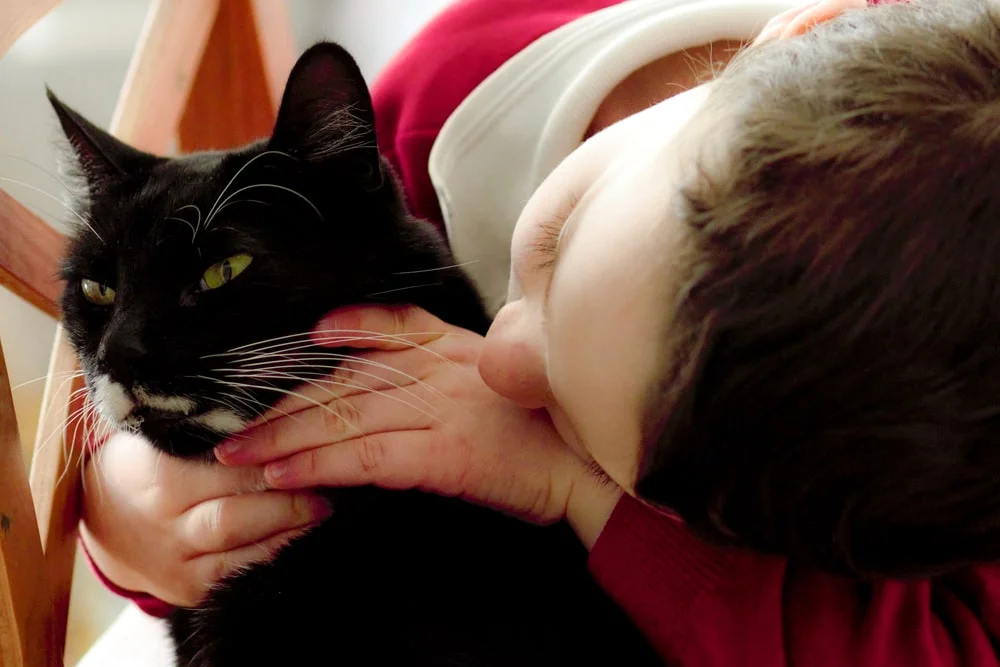 A child holds the neck and checks the face of a short-haired black and white cat.