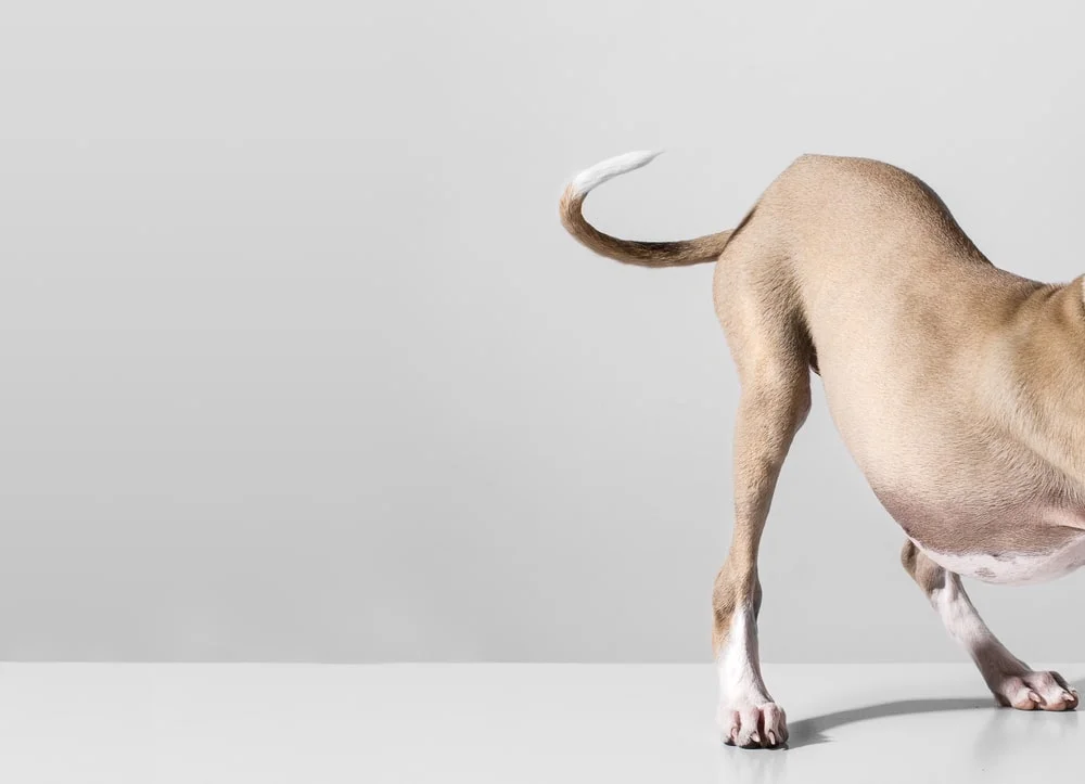 The haunches of a short-haired dog wagging their tail.
