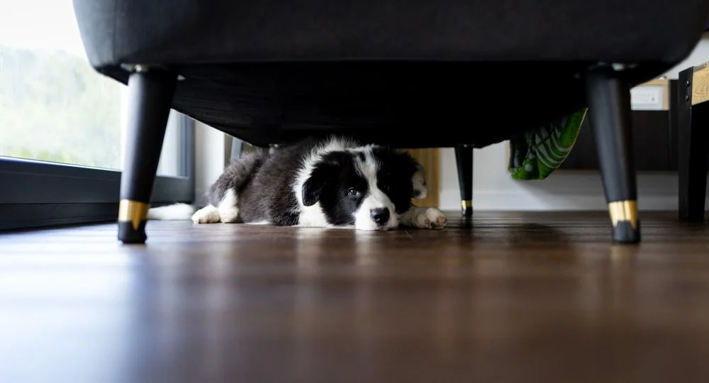 A black and white border collie hides under a couch in a room with hardwood floors.