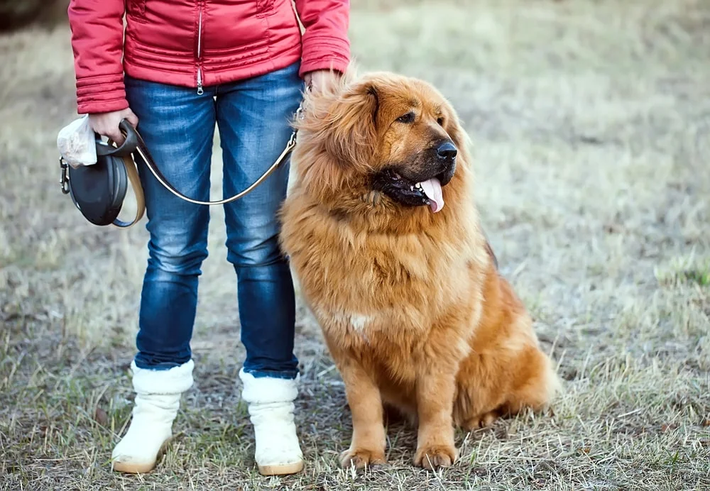 A Tibetan mastiff sits next to its owner while on a walk.