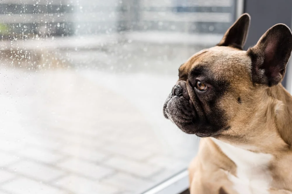 Profile of a French bulldog staring out a window on a rainy day.