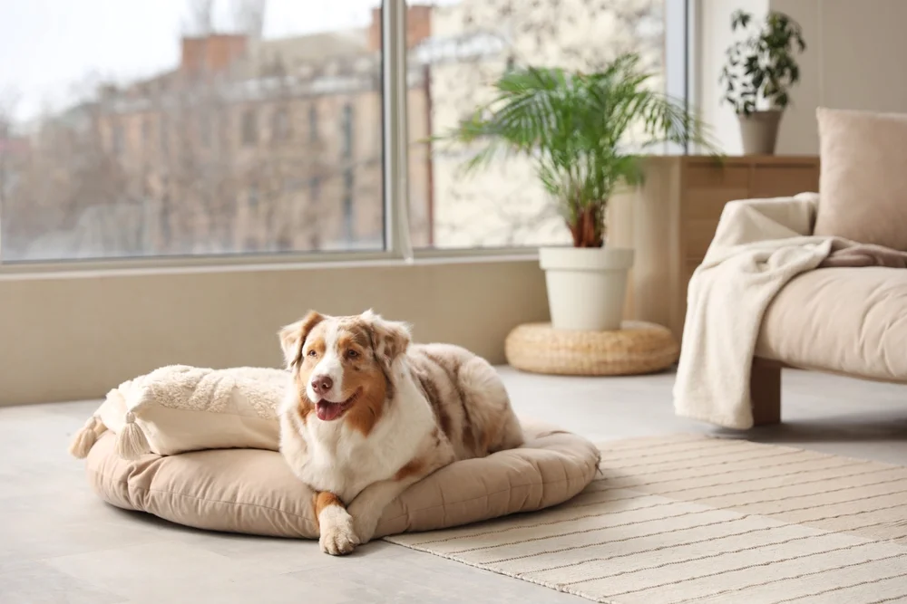 dog lying on a dog bed
