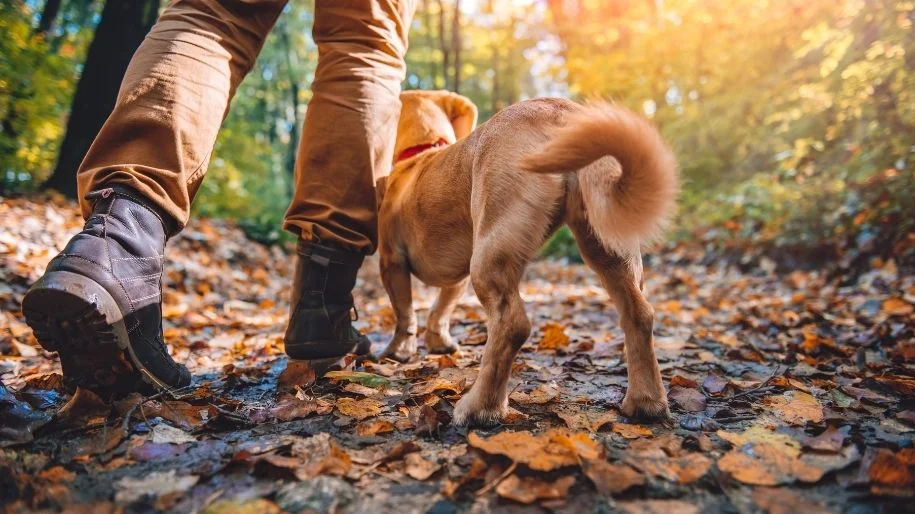 A low-angle picture of a dog and a hiker walking along a leaf-covered trail on a sunny day.