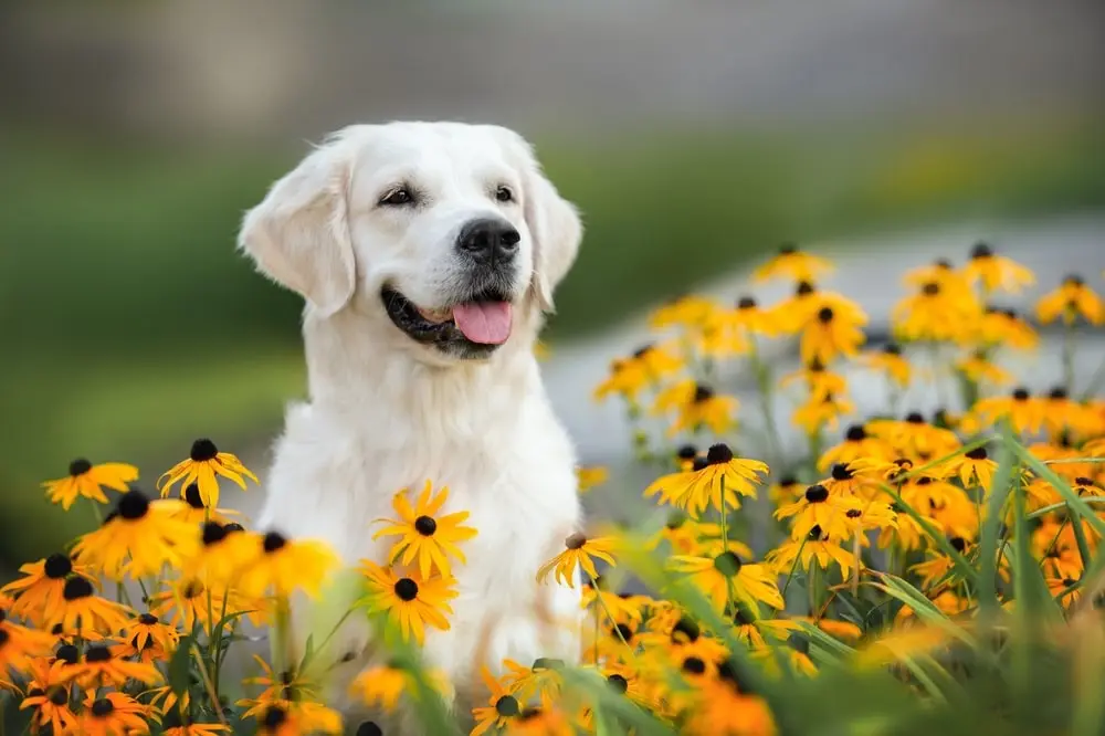 Dog running through a field
