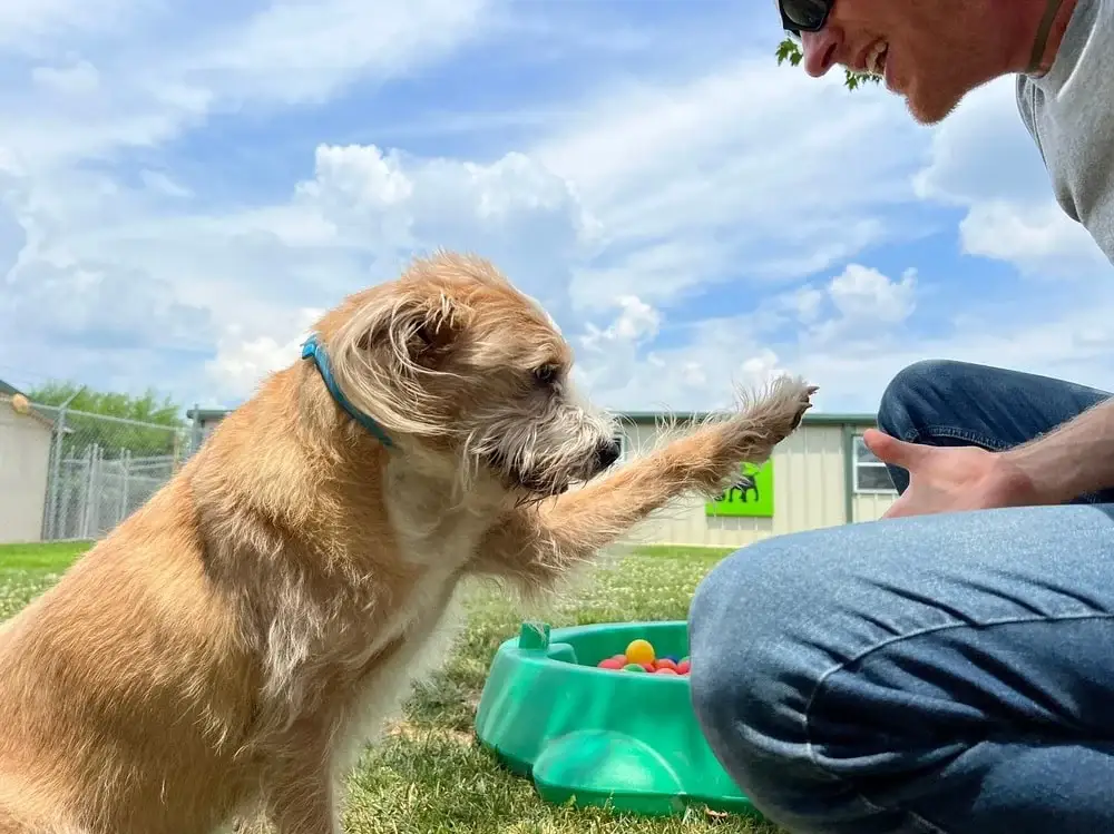 A Dutch Smoushond happily gives paw to their male owner by a ball pit outdoors during bright blue skies and clouds. 