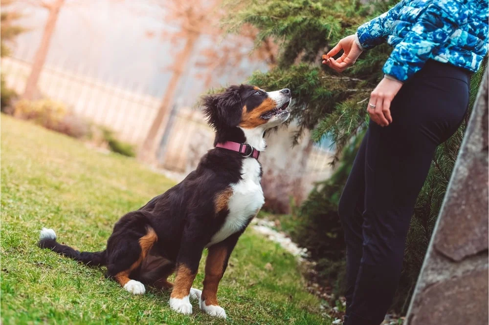 A young Bernese mountain dog wearing a pink collar looks up at their owner with their mouth open for a treat in their hand outside.