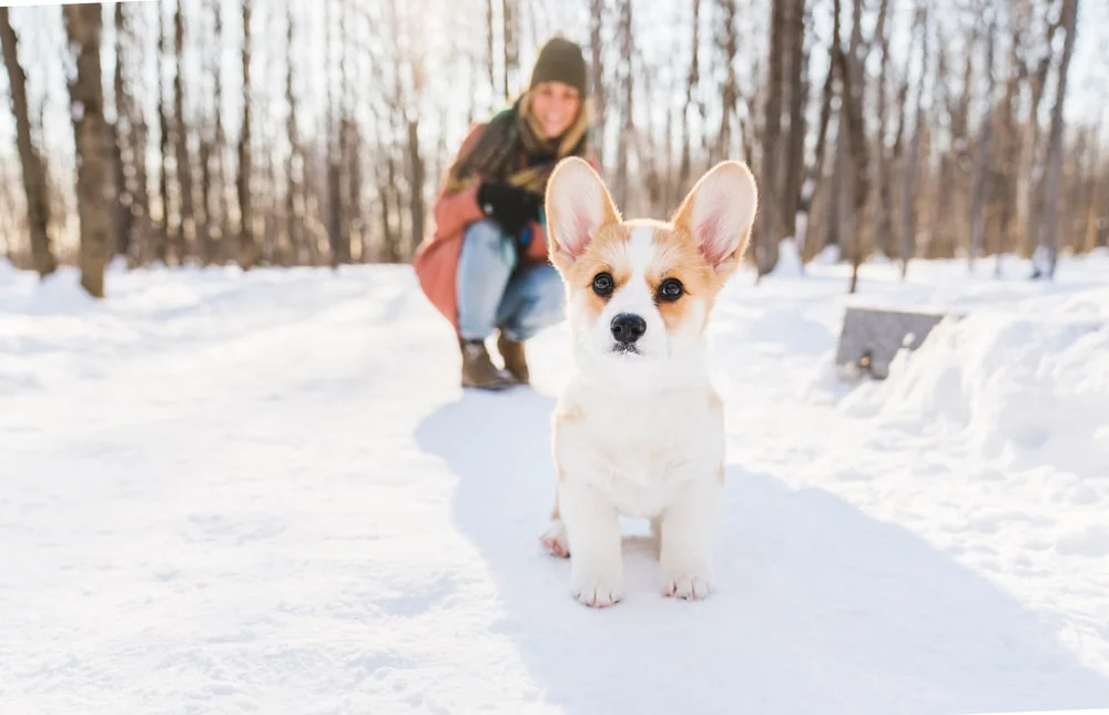 A Pembroke Welsh corgi sits outside in the sun on the snow with a young woman crouching and watching behind.