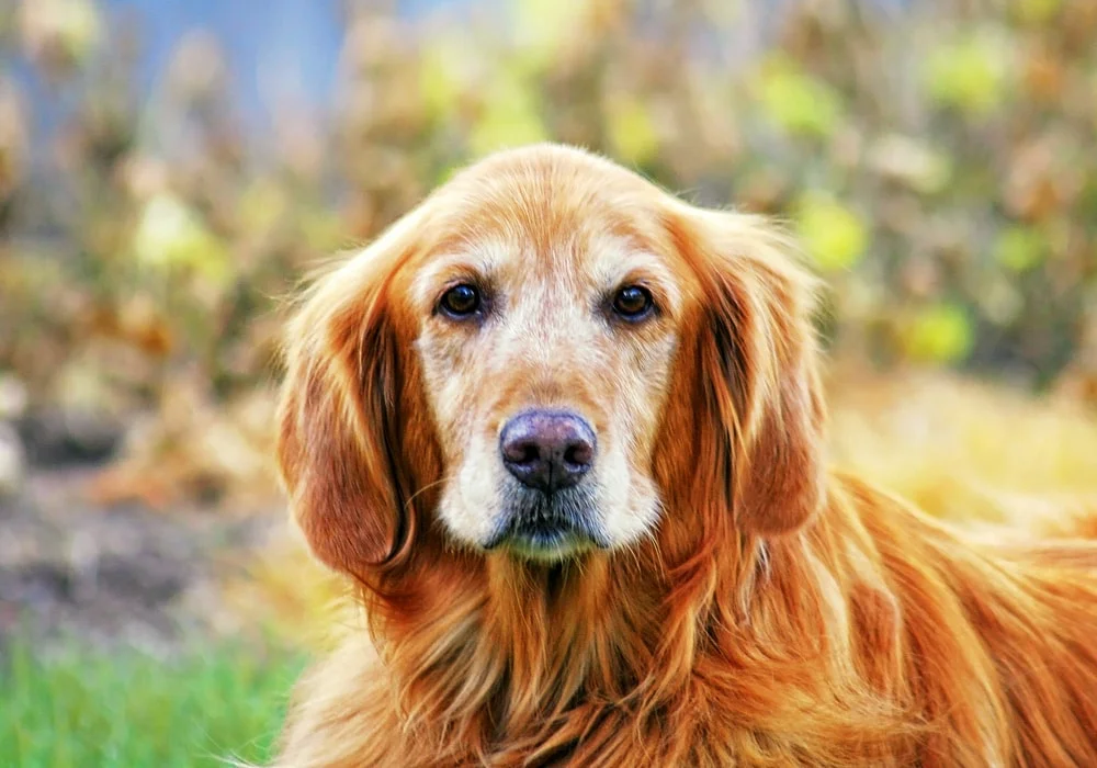 A senior golden retriever with a white muzzle facing the camera.