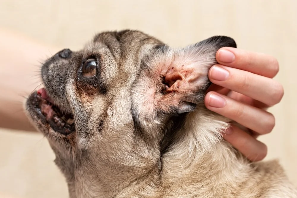 How to feed a dog with vestibular disease shop