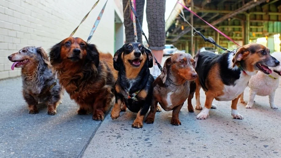 A dog walker follows behind a group of small-breed dogs on leashes. 