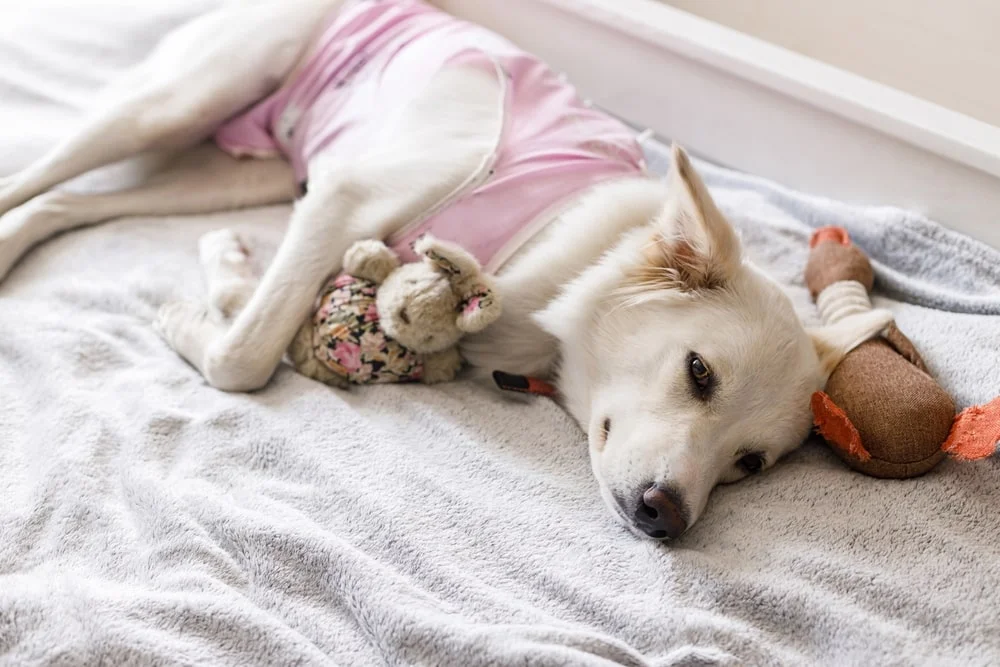 Dog cuddling with a stuffed animal