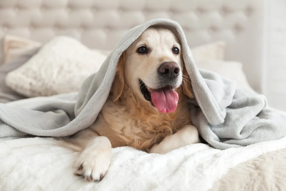 A happy-looking dog lays under a throw blanket on their owner's bed.