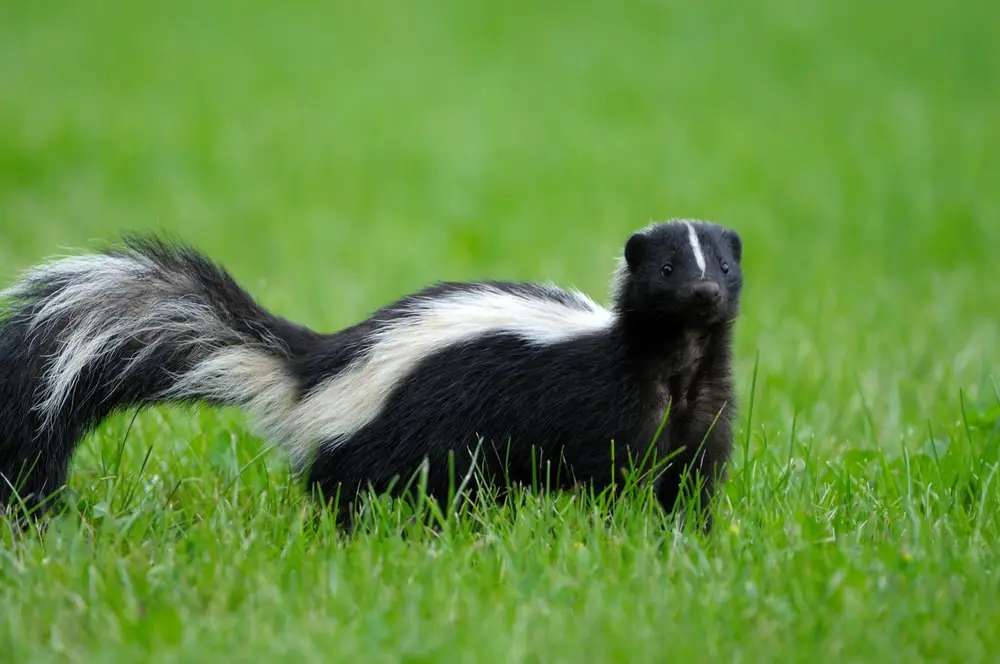 picture of a skunk