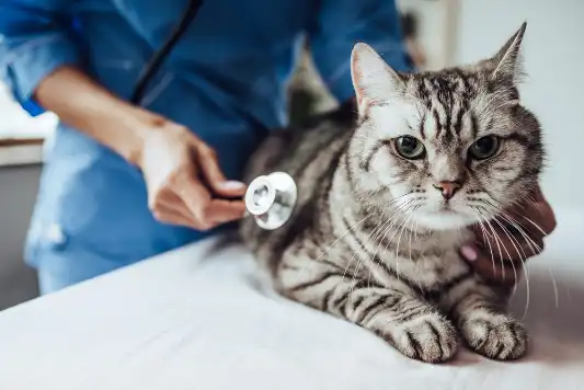 A vet holding a stethoscope to a gray cat