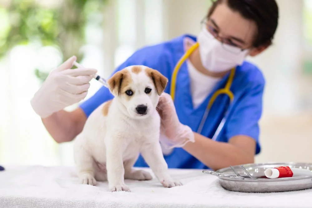 Vet giving a puppy an injection