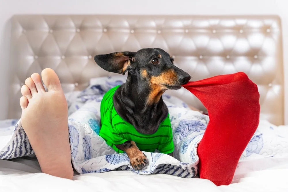 A dachshund in a green striped shirt tries to pull a red sock off their owner's foot in bed by biting it. 