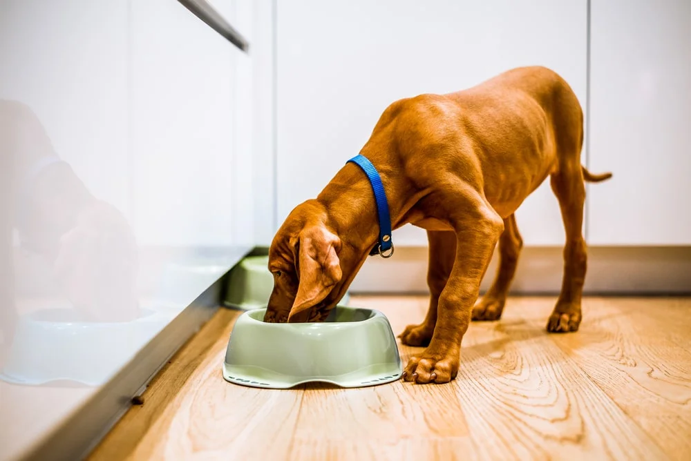 skinny dog eating bowl of food