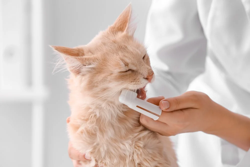 A veterinarian brushes a cat's teeth with a finger toothbrush. 