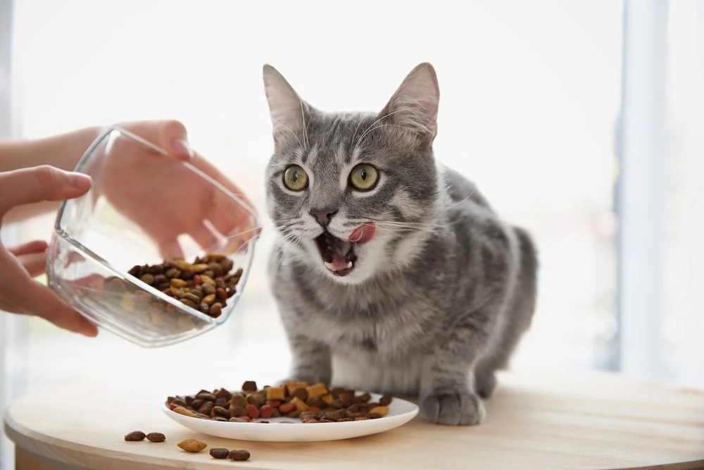 A cat licks their upper lip while their owner pours dry cat food onto a dish.