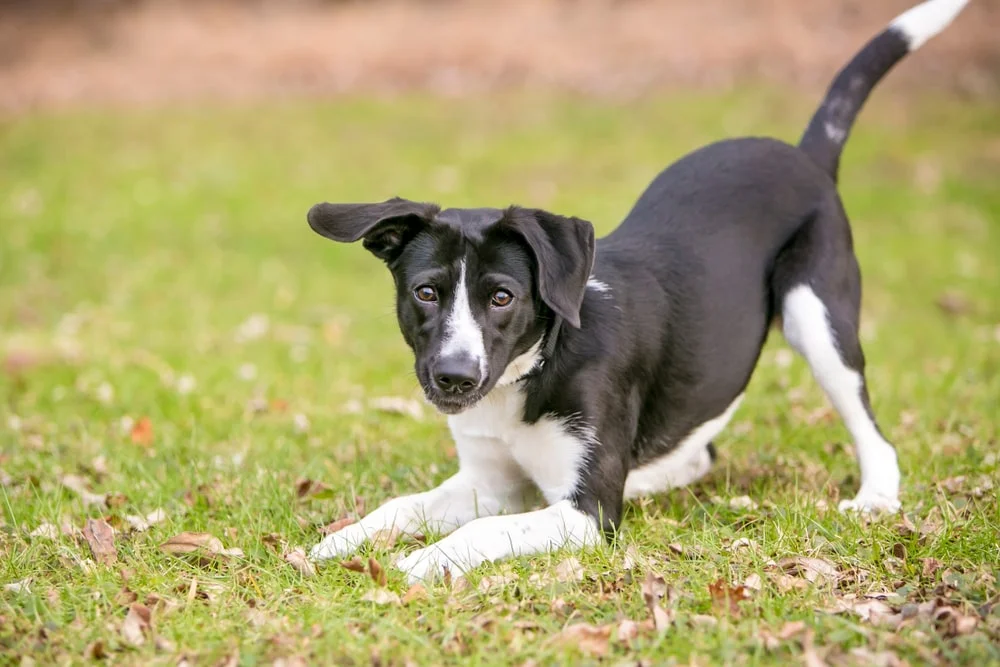 A black and white colored dog displays playful body language outside on grass with their front paws down and tail high in the air. 
