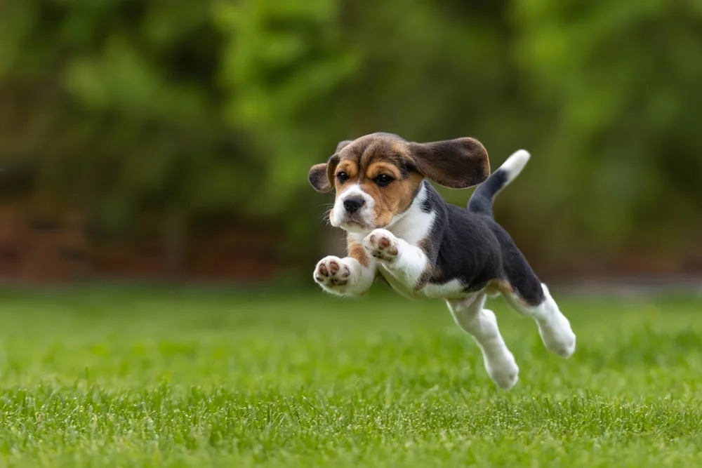 A beagle puppy bounds across a grassy lawn. 