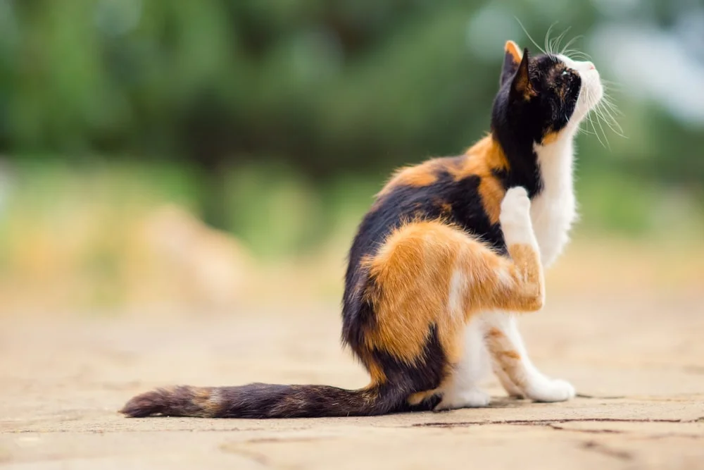 A calico cat sits outside in the daylight itching its neck with its rear foot. 