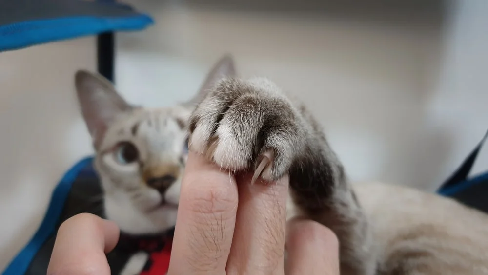 A greyish cat sits on their owner's lap indoors with its paw and slightly exposed nails wrapped around their fingers. 