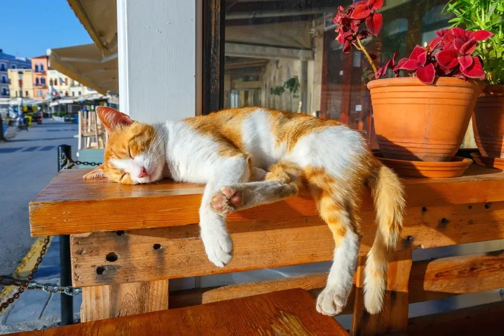 An orange and white colored cat sleeps with their legs over a shelf outdoors next to potted plants in the daylight of a town. 