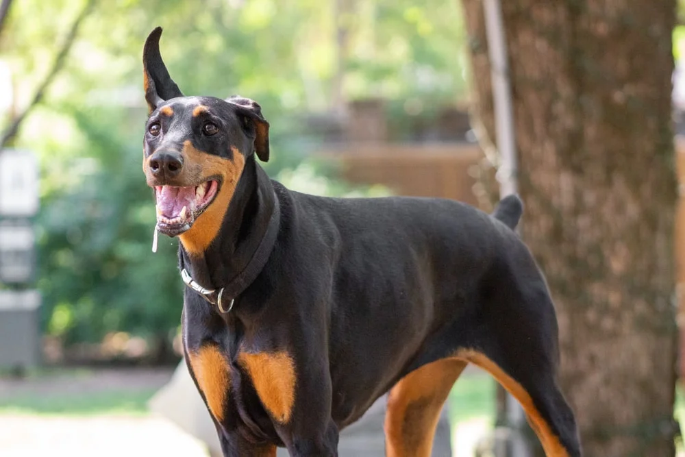 A Doberman stands outside during the daytime with one ear up and one flopped with drool coming from their open mouth.