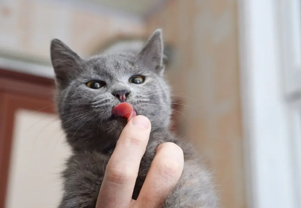 Gray cat licking human