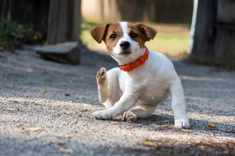 A Jack Russell terrier puppy gets ready to scratch themself. 
